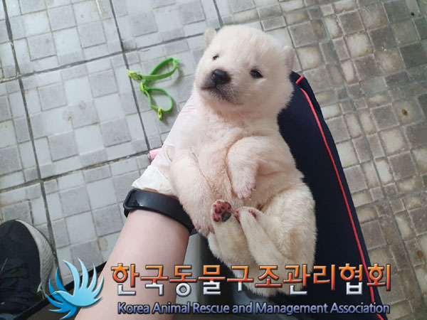 보호중 믹스견의 가…